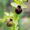  Jean-Jacques Houdré - Ophrys exaltata subsp. arachnitiformis (Gren. & Philippe) Del Prete [1984]