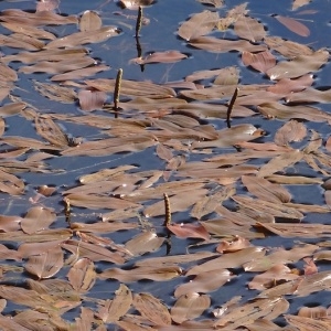 Potamogeton praelongus var. stipularis Rouy (Potamot allongé)