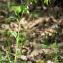  Jean-Jacques Houdré - Polygonatum multiflorum (L.) All.