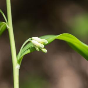 Photographie n°187077 du taxon Polygonatum multiflorum (L.) All.