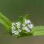  Jean-Jacques Houdré - Valerianella locusta (L.) Laterr. [1821]