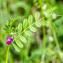  Jean-Jacques Houdré - Vicia sativa subsp. Sativa