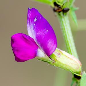 Vicia sativa L. subsp. sativa (Vesce commune)