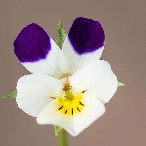 Viola tricolor var. arvensis (Murray) DC. (Pensée des champs)