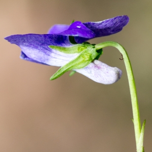 Viola riviniana Rchb. (Violette de Rivinus)
