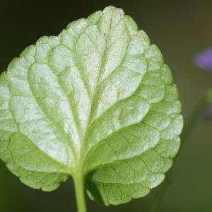 Photographie n°187094 du taxon Viola riviniana Rchb. [1823]