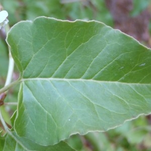 Photographie n°187119 du taxon Fallopia baldschuanica (Regel) Holub