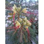 Caesalpinia sp.