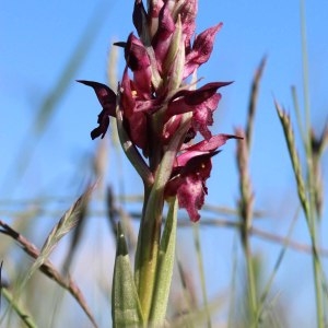 Herorchis coriophora subsp. martrinii (Timb.-Lagr.) D.Tyteca & E.Klein (Orchis de Martrin-Donos)