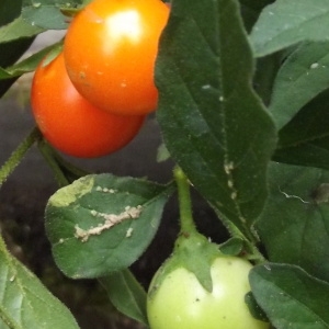  - Solanum pseudocapsicum L. [1753]
