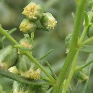 Artemisia dracunculus L. (Estragon)