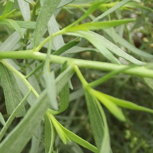 Photographie n°187137 du taxon Artemisia dracunculus L. [1753]