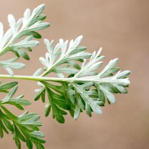 Photographie n°187175 du taxon Artemisia absinthium L.