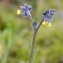  Jean-Jacques Houdré - Myosotis balbisiana Jord.