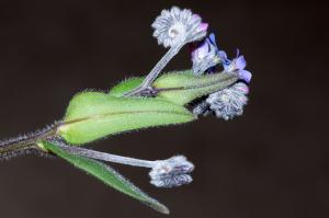 Jean-Jacques Houdré, le 16 mai 2013 (Landos)