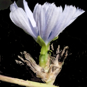 Photographie n°187215 du taxon Cichorium intybus L. [1753]