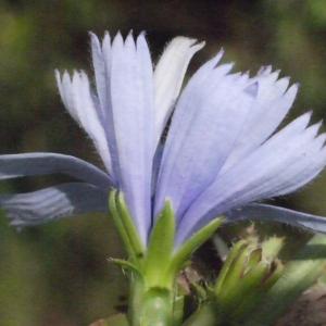 Photographie n°187219 du taxon Cichorium intybus L. [1753]