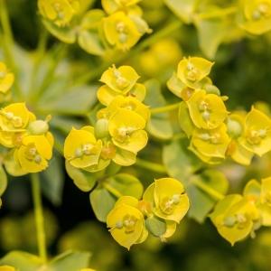 Photographie n°187256 du taxon Euphorbia seguieriana Neck. [1770]