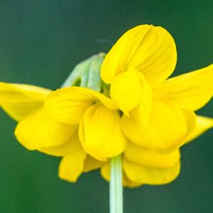 Photographie n°187262 du taxon Hippocrepis scorpioides Benth. [1826]