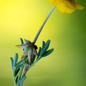 Photographie n°187263 du taxon Hippocrepis scorpioides Benth. [1826]