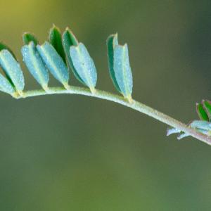  - Hippocrepis scorpioides Benth. [1826]