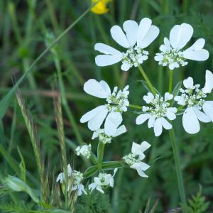 Photographie n°187266 du taxon Orlaya grandiflora (L.) Hoffm. [1814]