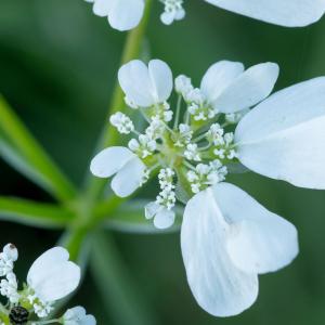 Photographie n°187269 du taxon Orlaya grandiflora (L.) Hoffm. [1814]