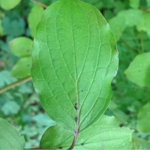 Photographie n°187286 du taxon Cornus sanguinea L. [1753]