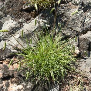 Photographie n°187288 du taxon Plantago holosteum Scop. [1771]