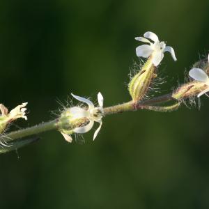 Photographie n°187296 du taxon Silene gallica L.