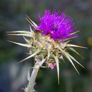 Cirsium maculatum Scop. (Chardon-Marie)