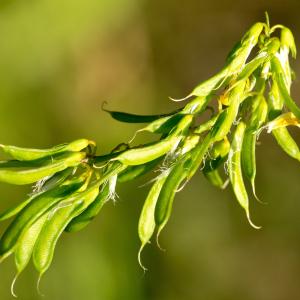 Photographie n°187307 du taxon Trigonella esculenta Willd. [1809]