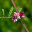  Jean-Jacques Houdré - Vicia pannonica subsp. striata (M.Bieb.) Nyman [1878]