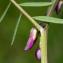  Jean-Jacques Houdré - Vicia pannonica subsp. striata (M.Bieb.) Nyman [1878]