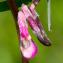  Jean-Jacques Houdré - Vicia pannonica subsp. striata (M.Bieb.) Nyman [1878]