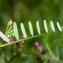  Jean-Jacques Houdré - Vicia pannonica subsp. striata (M.Bieb.) Nyman [1878]