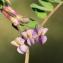  Jean-Jacques Houdré - Vicia pannonica subsp. striata (M.Bieb.) Nyman [1878]