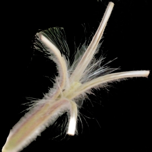 Photographie n°187326 du taxon Epilobium hirsutum L.