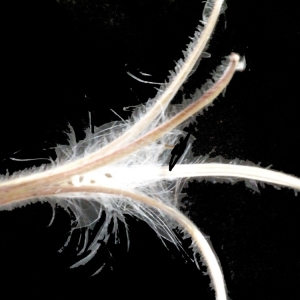 Photographie n°187329 du taxon Epilobium hirsutum L.