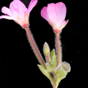 Photographie n°187331 du taxon Epilobium hirsutum L.