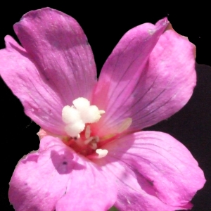 Photographie n°187333 du taxon Epilobium hirsutum L.