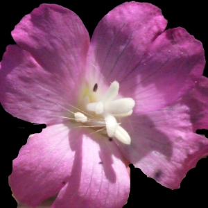 Photographie n°187335 du taxon Epilobium hirsutum L.