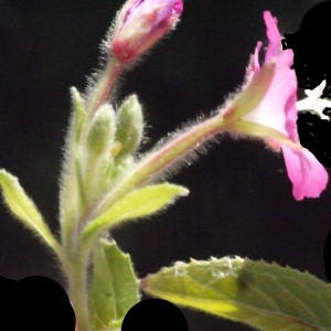 Photographie n°187337 du taxon Epilobium hirsutum L.