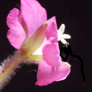 Photographie n°187338 du taxon Epilobium hirsutum L.