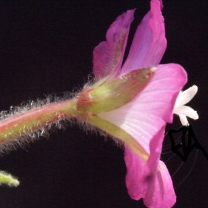 Photographie n°187339 du taxon Epilobium hirsutum L.