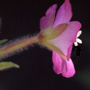 Photographie n°187340 du taxon Epilobium hirsutum L.