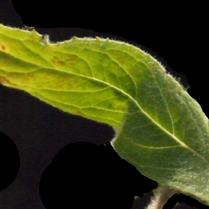 Photographie n°187341 du taxon Epilobium hirsutum L.