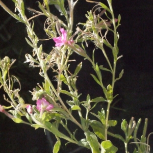 Photographie n°187344 du taxon Epilobium hirsutum L.