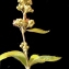  Liliane Roubaudi - Lysimachia vulgaris L. [1753]