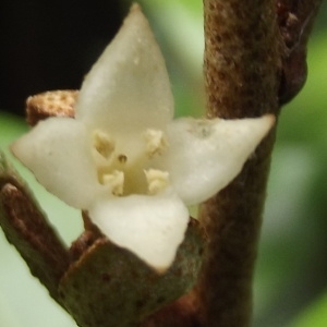 Photographie n°187357 du taxon Elaeagnus pungens Thunb. [1784]